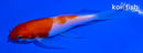 5" KOHAKU BUTTERFLY