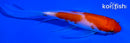 5" KOHAKU BUTTERFLY