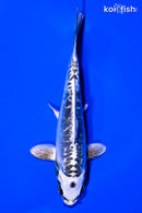 5.75" BENI KIKOKURYU