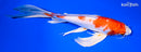 10" HARIWAKE BUTTERFLY