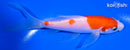 5.5" KOHAKU BUTTERFLY