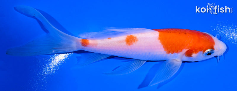 5.5" KOHAKU BUTTERFLY