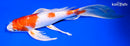 10" HARIWAKE BUTTERFLY
