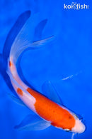 5.5" KOHAKU BUTTERFLY