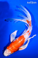 10" HARIWAKE BUTTERFLY