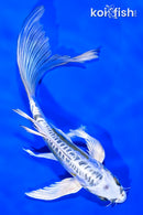 7.5" KIN KIKOKURYU BUTTTERFLY