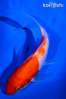 5" KOHAKU BUTTERFLY