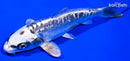 5.75" BENI KIKOKURYU