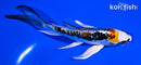 4.75" BENI KIKOKURYU BUTTERFLY