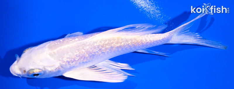 4.75" GINRIN PLATINUM OGON BUTTERFLY