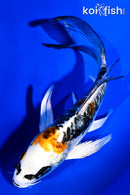 4.75" BENI KIKOKURYU BUTTERFLY