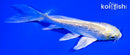 4.75" GINRIN YAMABUKI OGON BUTTERFLY