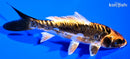 5.5" BENI KIKOKURYU