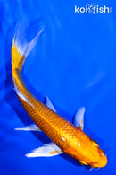 5" ORENJI OGON BUTTERFLY
