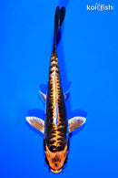 5.5" BENI KIKOKURYU