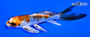 6" GINRIN KUJAKU BUTTERFLY