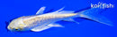 4.75" GINRIN YAMABUKI OGON BUTTERFLY