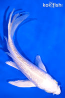 4.75" GINRIN PLATINUM OGON BUTTERFLY