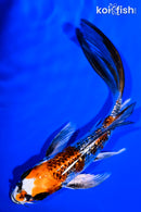 6" GINRIN KUJAKU BUTTERFLY