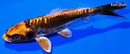 5.5" BENI KIKOKURYU
