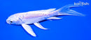 5.25" DOITSU PLATINUM OGON BUTTERFLY