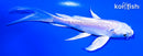 5.25" DOITSU PLATINUM OGON BUTTERFLY