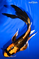 10.75" KI MATSUBA BUTTERFLY