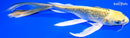 8.5" GINRIN KIN KI MATSUBA BUTTERFLY