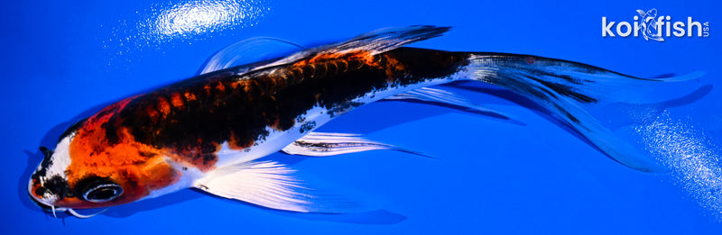 5.5" BENI KIKOKURYU BUTTERFLY