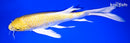 9.75" HARIWAKE BUTTERFLY