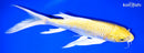 9.75" HARIWAKE BUTTERFLY