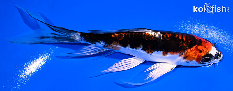 5.5" BENI KIKOKURYU BUTTERFLY