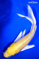 9.75" HARIWAKE BUTTERFLY