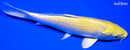7" YAMABUKI OGON