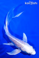 5.25" DOITSU PLATINUM OGON BUTTERFLY