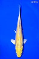 7" YAMABUKI OGON