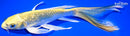 8.5" GINRIN KIN KI MATSUBA BUTTERFLY