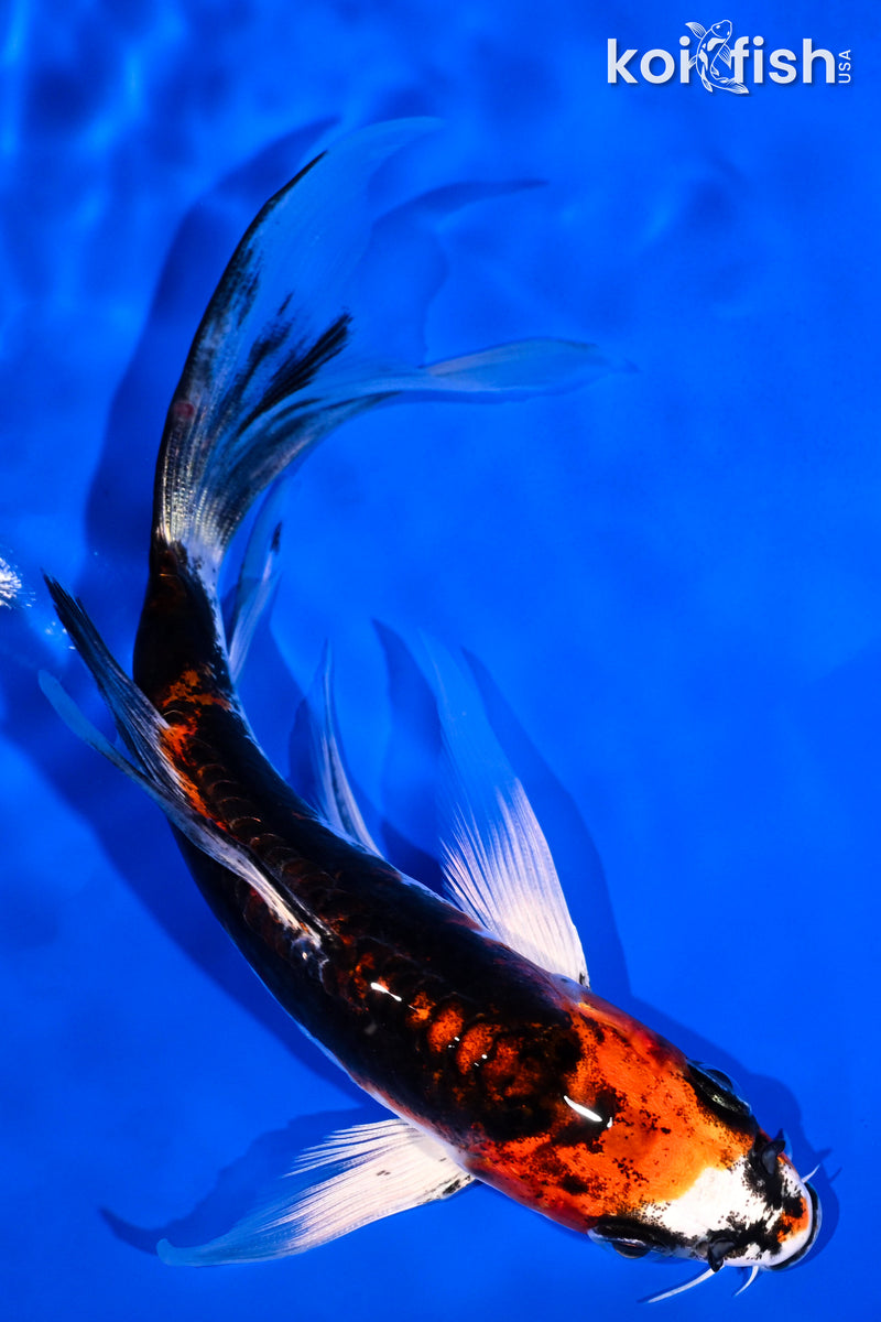 5.5" BENI KIKOKURYU BUTTERFLY