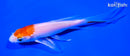 5.25" HARIWAKE BUTTERFLY