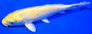 7" YAMABUKI OGON