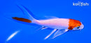 5.25" HARIWAKE BUTTERFLY