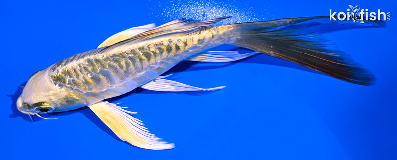 5.5" KI MATSUBA BUTTERFLY