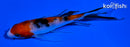4.5" SANKE BUTTERFLY