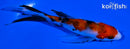4.5" SANKE BUTTERFLY