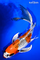 10.25" KUJAKU BUTTERFLY