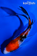 4.5" SANKE BUTTERFLY