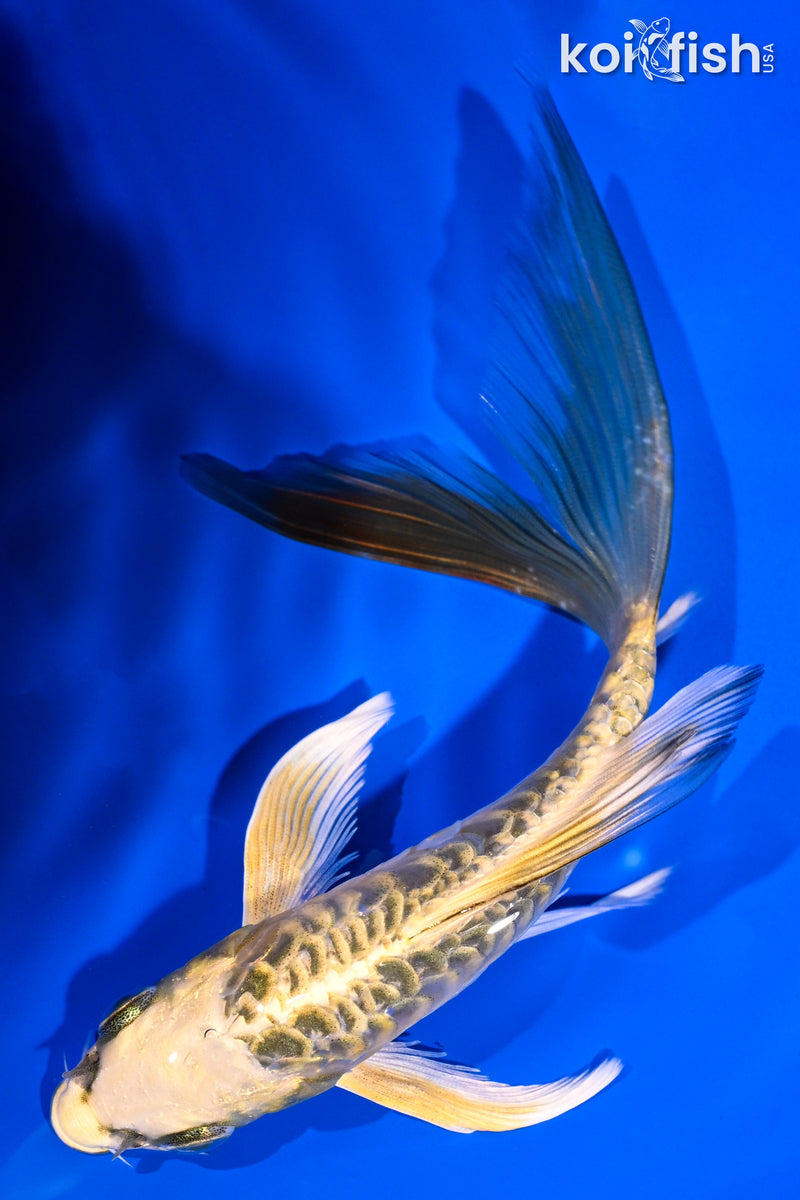 5.5" KI MATSUBA BUTTERFLY