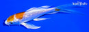 6" GINRIN HARIWAKE BUTTERFLY