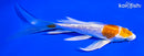 6" GINRIN HARIWAKE BUTTERFLY