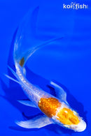 6" GINRIN HARIWAKE BUTTERFLY